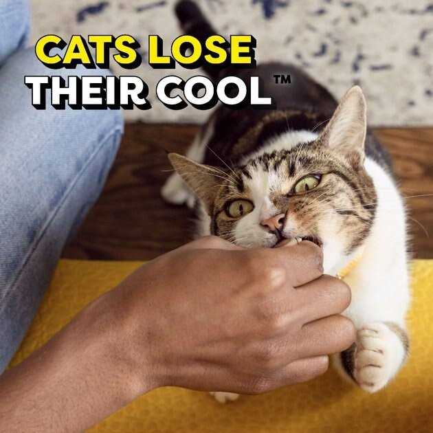 Adult Cat Treats B9750