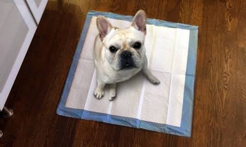Puppy Training Pads 400 Pack L8506