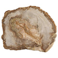 Petrified Wood Platter A954
