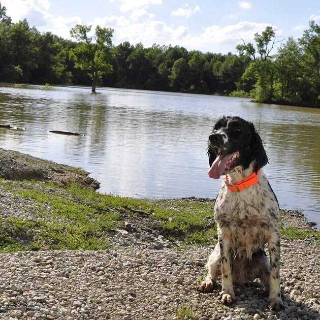 Waterproof Dog Collar X580