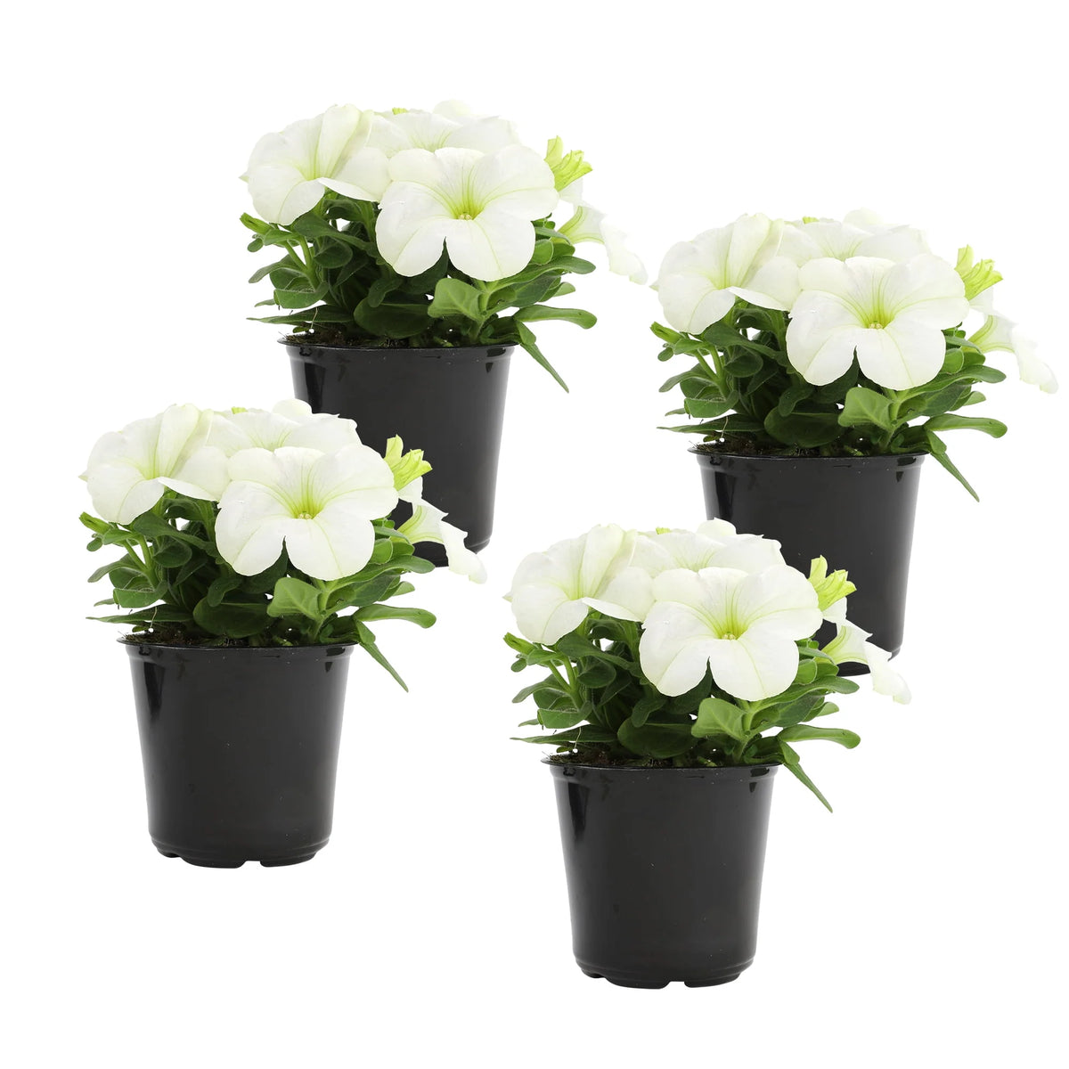 4 White Petunia Live Plant S592