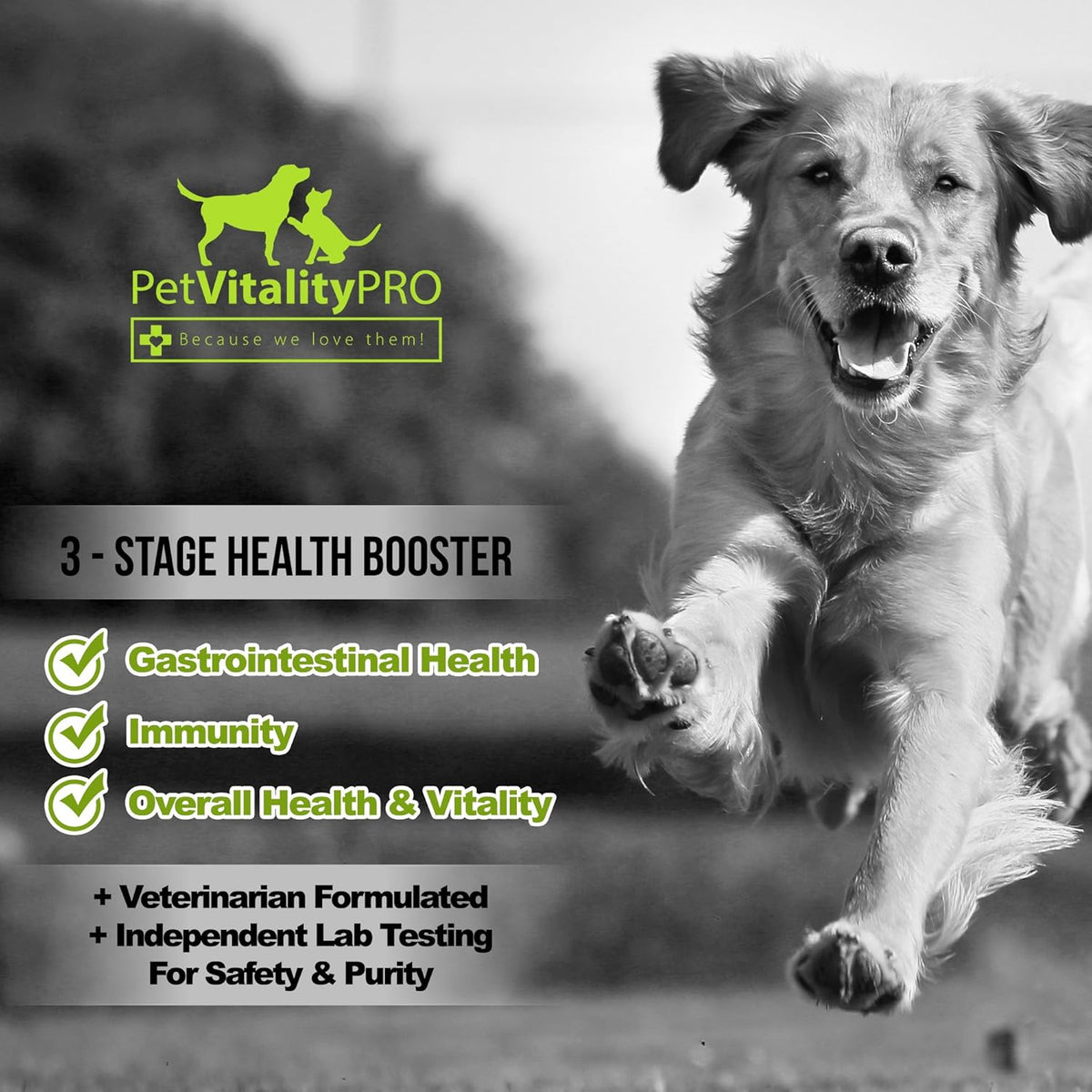 Probiotics for Dogs with Natural Digestive Enzymes, 4 Bill CFUs/2 Soft Chews, 60 Count J97259