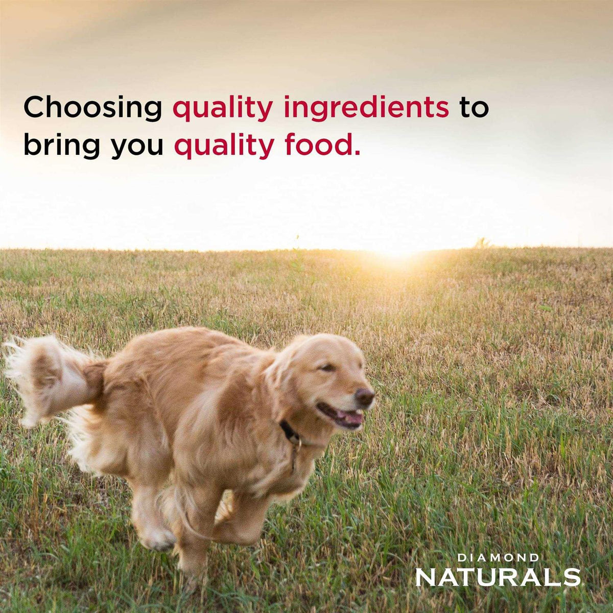 Extreme Athlete Dry Dog Food E851509