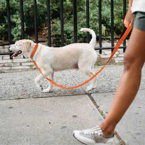 Reflective Nylon Adjustable Dog Collar with Quick Release Buckle Q397199