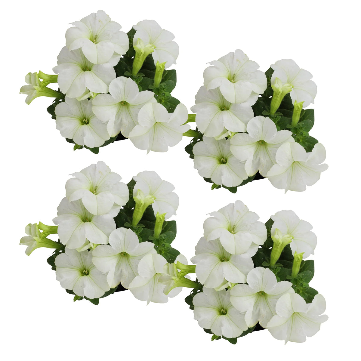4 White Petunia Live Plant S592