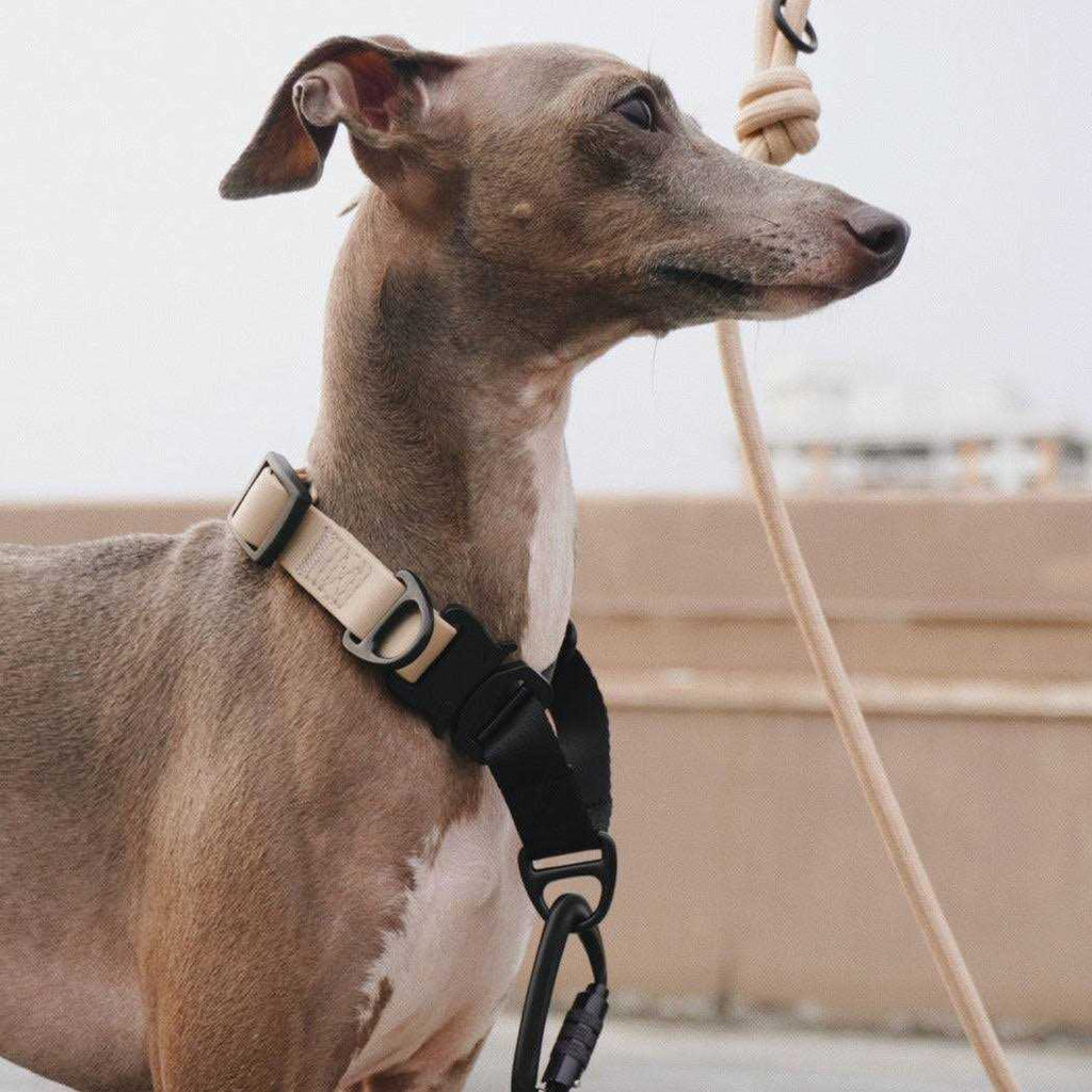 Waterproof Martingale Collar R2001