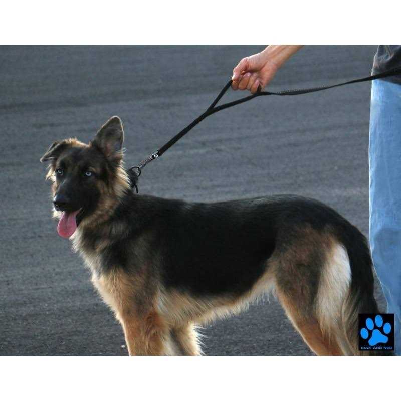 Double Handle Reflective Dog Leash V8031
