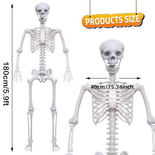 5.9Ft Posable Plastic Skeleton C2358