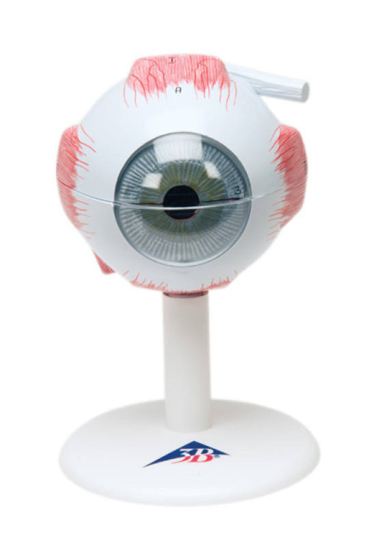 Anatomical Model Eye 6-Part, 3X Size C871
