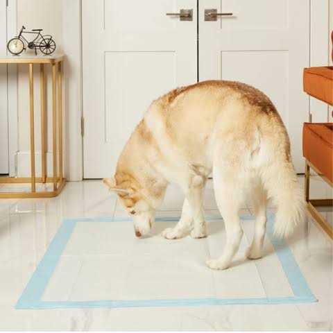 36 x Pee Pads Z6575