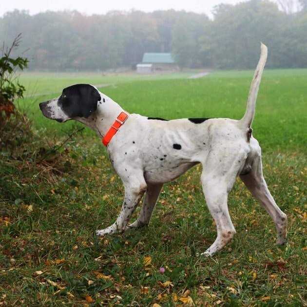 Waterproof Dog Collar X580