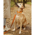 Reflective Nylon Adjustable Dog Collar with Quick Release Buckle Q397199