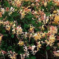 16 Oz Jasmine Honeysuckle Fragrance Oil H517