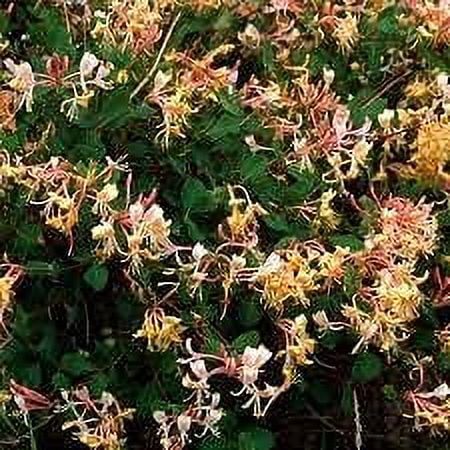 16 Oz Jasmine Honeysuckle Fragrance Oil H517