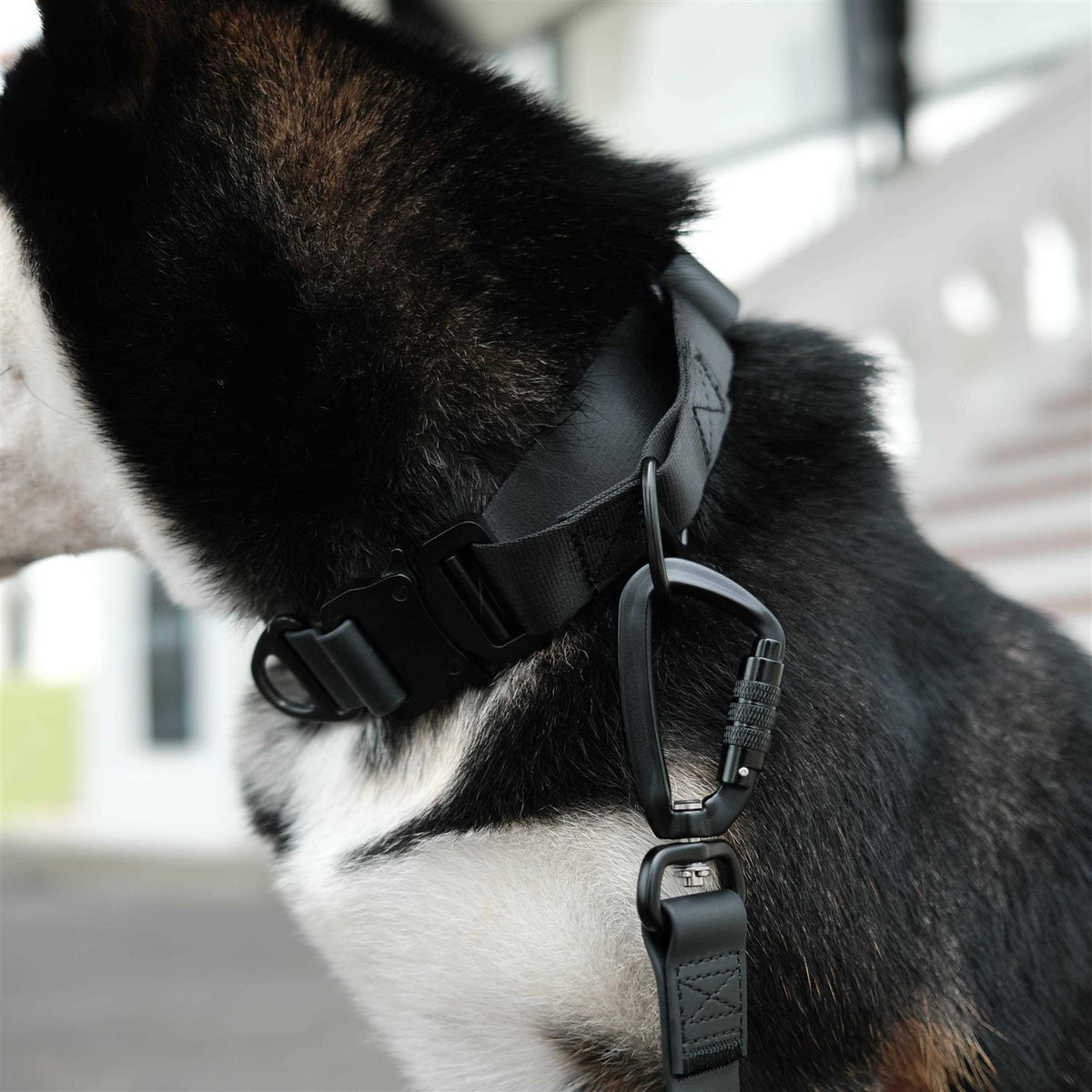 Waterproof Martingale Collar R2001