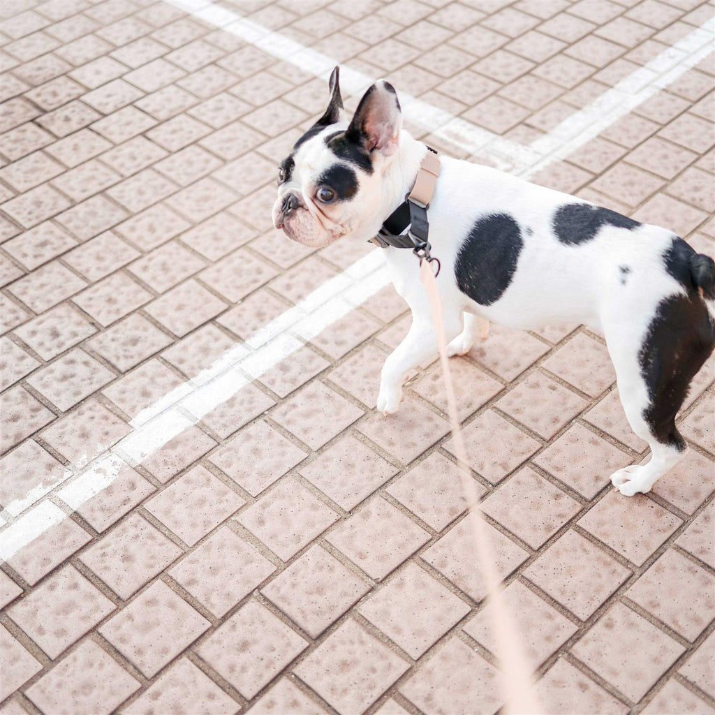 Waterproof Martingale Collar R2001
